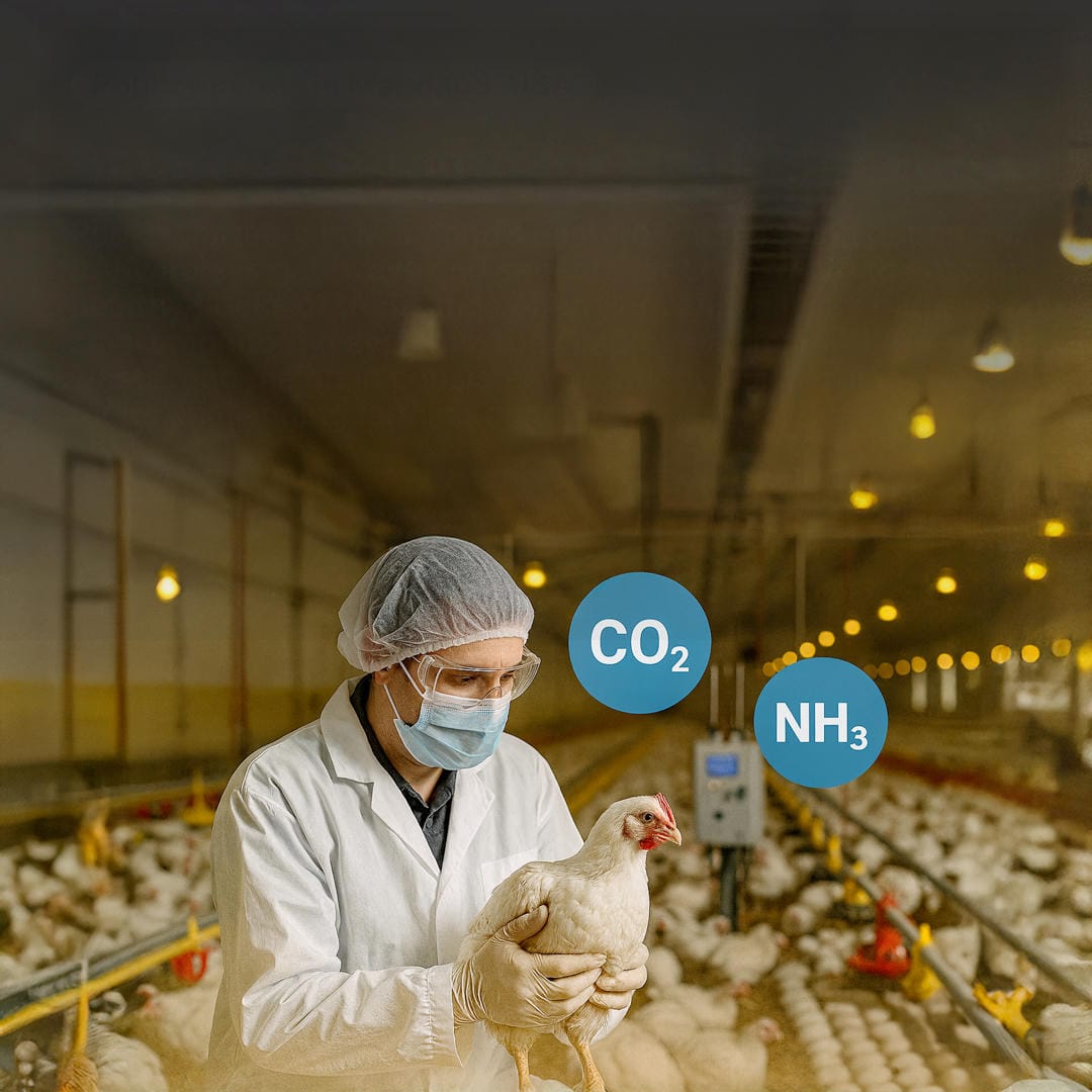 RAK7285 Gateway enables reliable LoRaWAN for livestock tracking in remote Australian and New Zealand farms.