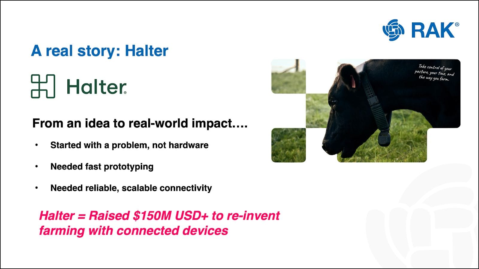 Halter raised $150M+ to reinvent farming with connected devices, scalable LoRaWAN connectivity, cow wearing smart collar.