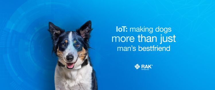 IoT: Making Dogs More Than Just Man’s Best Friend