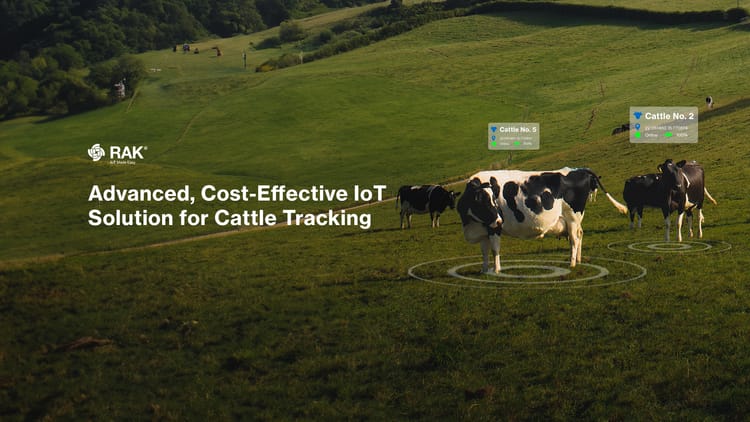 Moovement's Innovative Approach: Affordable Cattle Tracking with IoT and LoRaWAN®